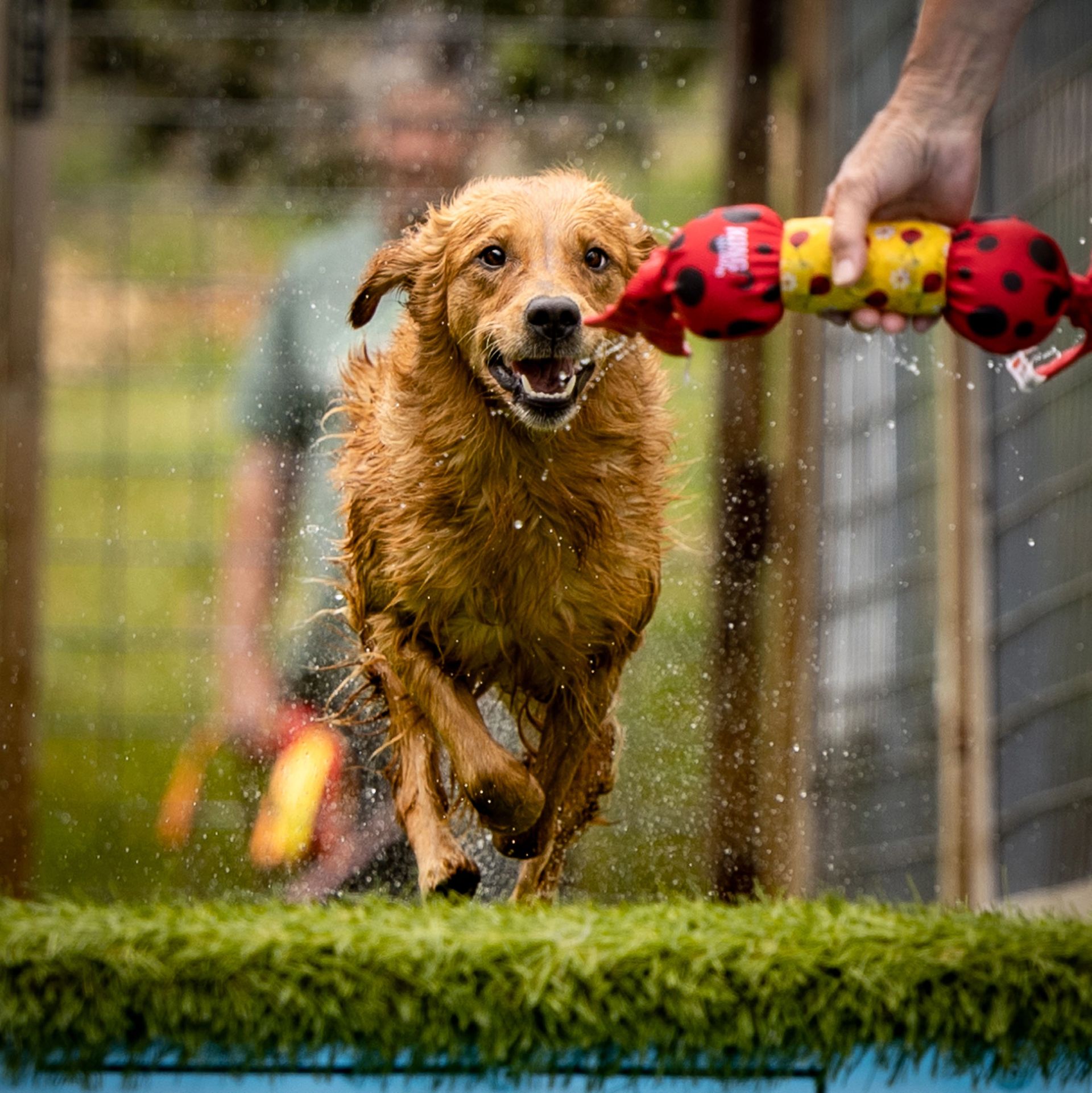 Dog leaping off dock into water at dock diving event